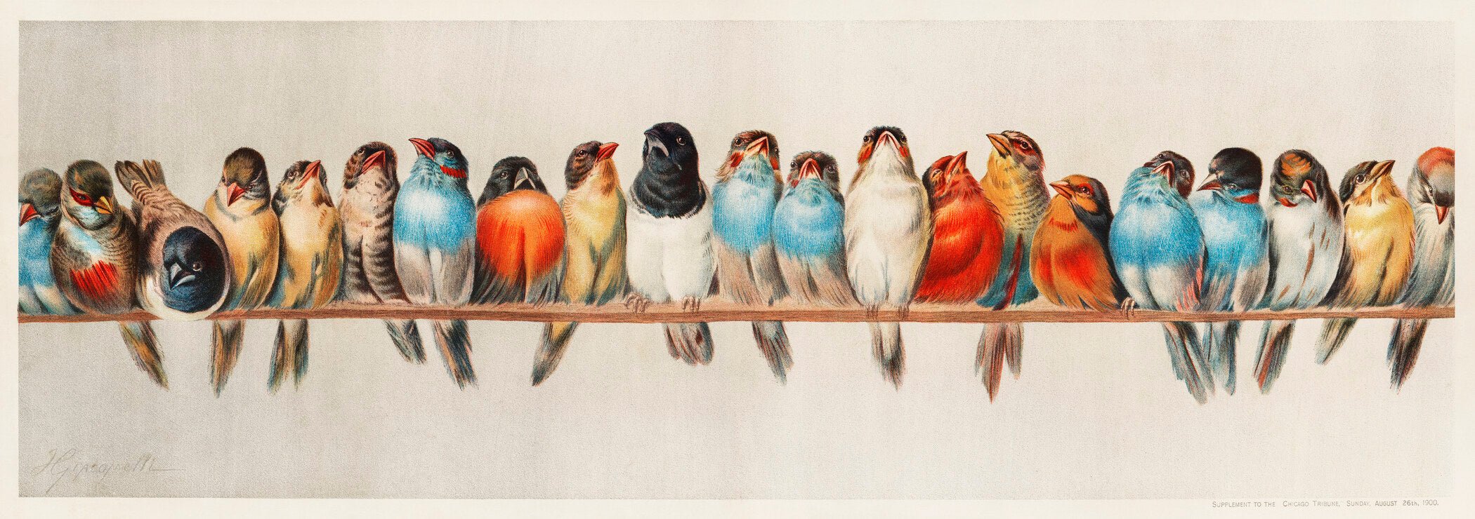 Vintage Illustration — Birds on a Wire | Fine Art Print - 9ArtPrints