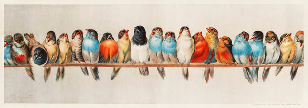 Vintage Illustration — Birds on a Wire | Fine Art Print