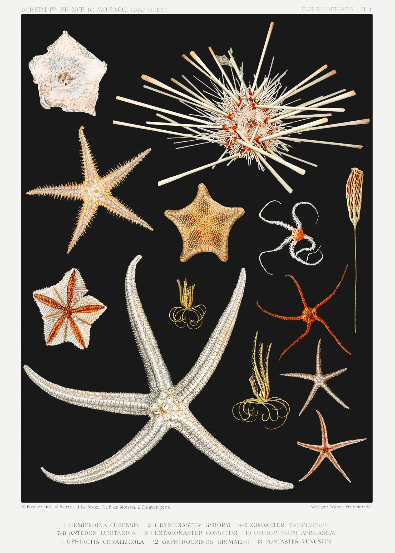 Vintage Illustration — Starfish | Fine Art Print - 9ArtPrints