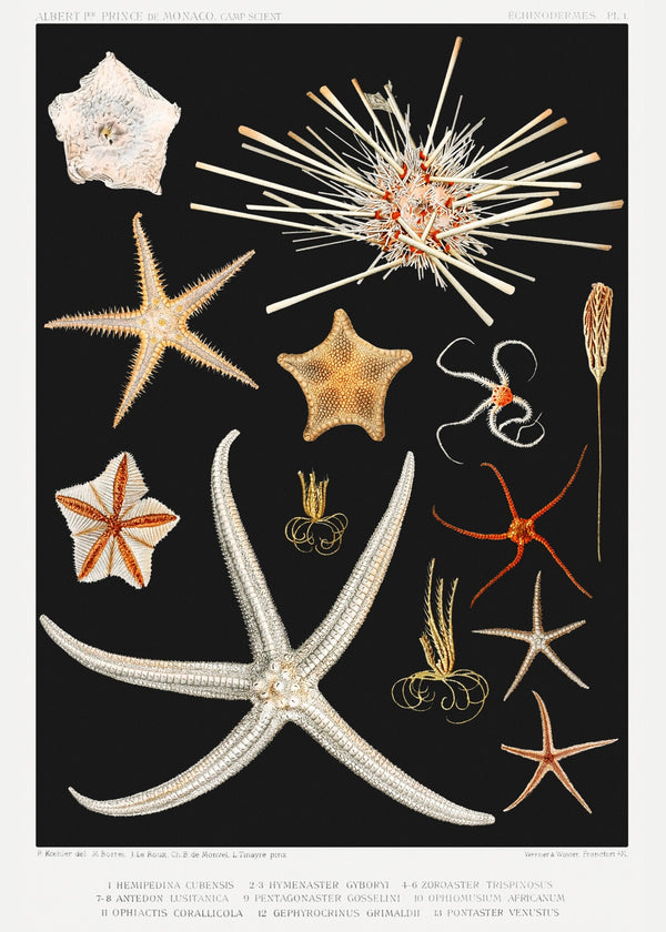 Vintage Illustration — Starfish | Fine Art Print