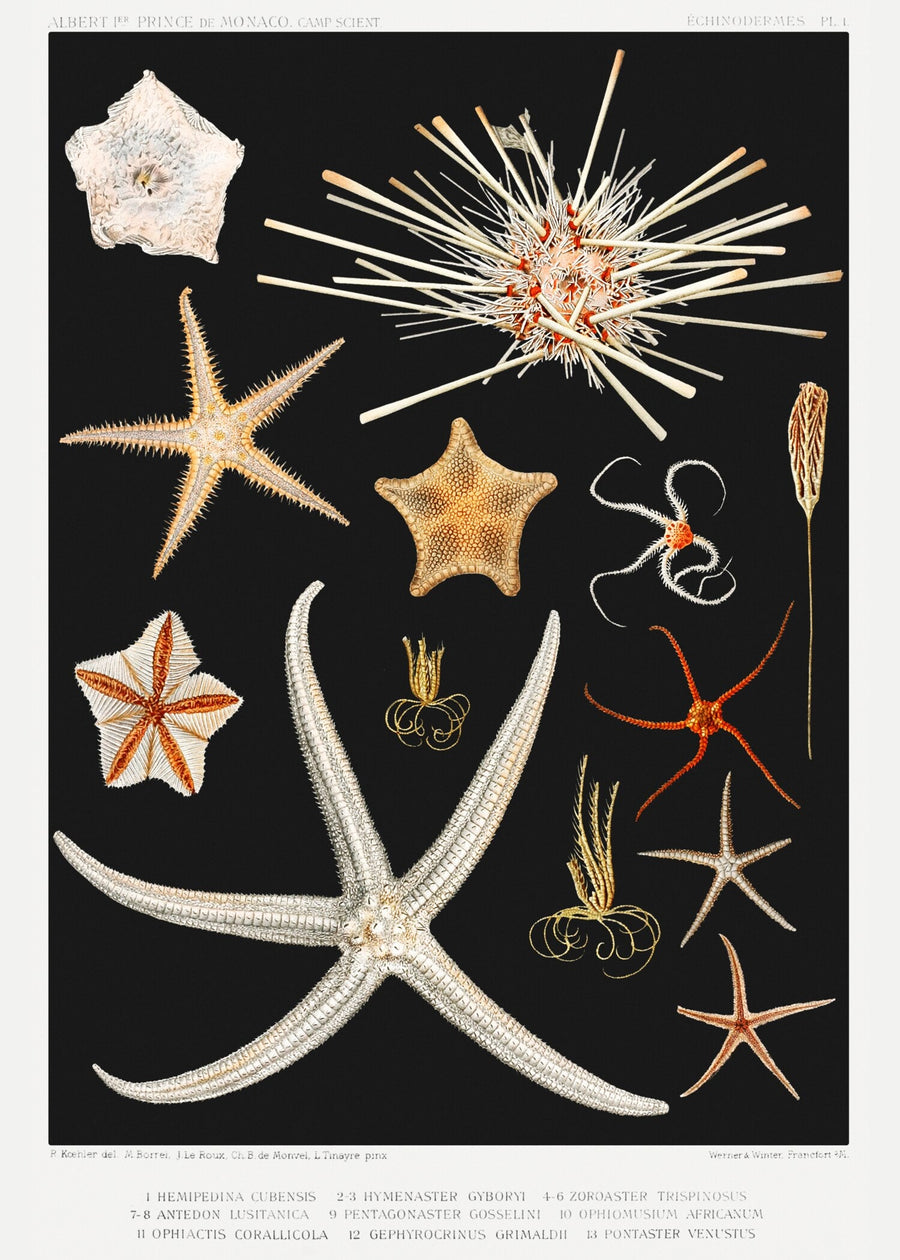 Vintage Illustration — Starfish | Fine Art Print shown to scale on a wall above a sofa