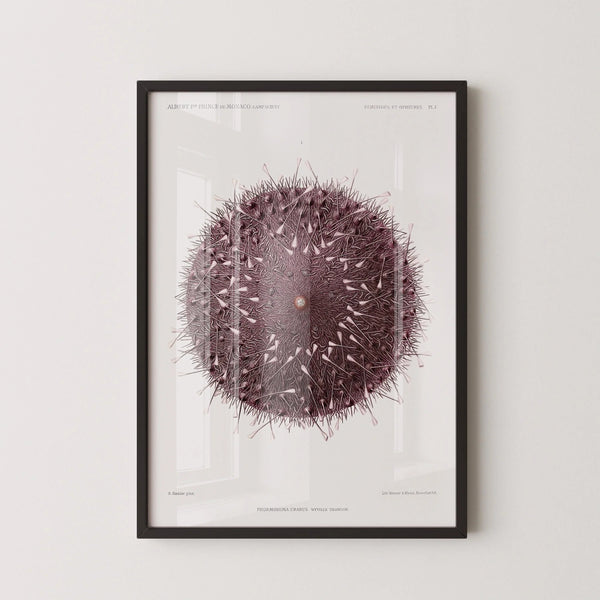 Prince Albert I (Illustr.) — Sea Urchin | Fine Art Print
