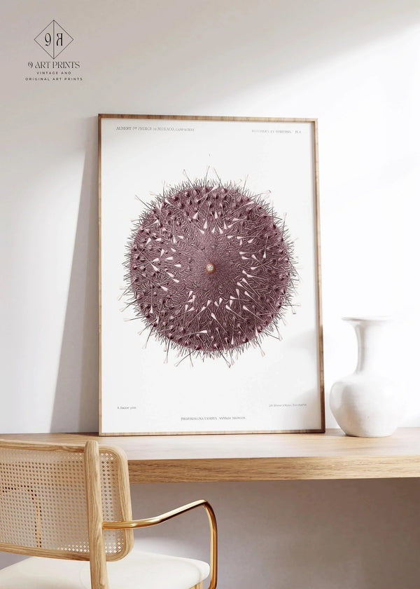 Prince Albert I (Illustr.) — Sea Urchin | Fine Art Print
