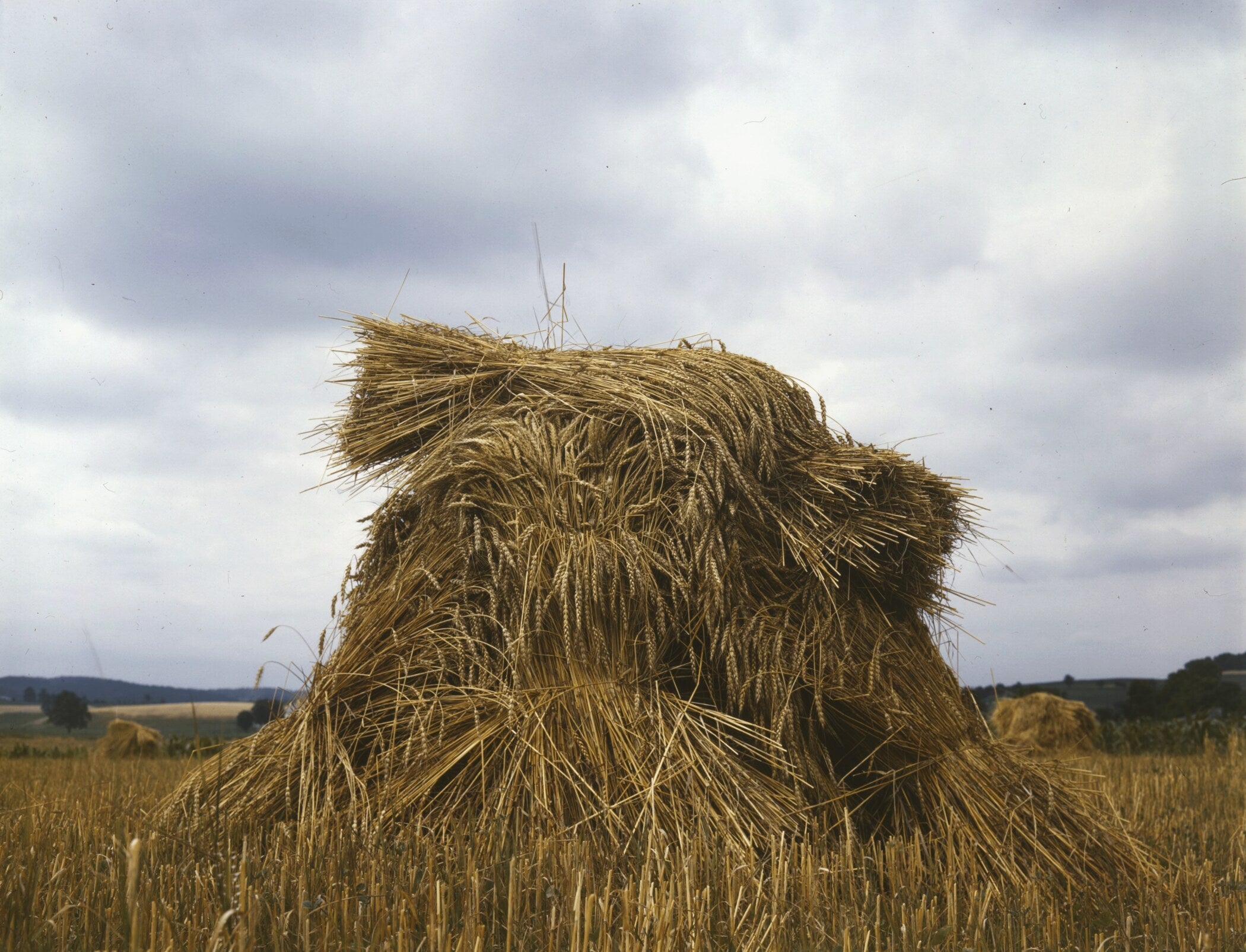 Wheat, Pennsylvania | Color Vintage Photography Print - 9ArtPrints